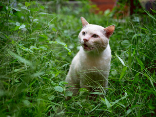 orange cat sit in fresh green garden after rain.
