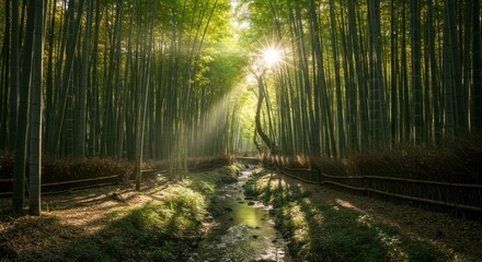Obraz premium Sunbeams pierce a dense bamboo forest, illuminating a tranquil stream winding through the grove