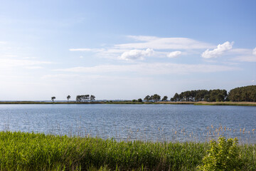 Calm lake with reed shore and distant pine trees under blue sky with clouds.