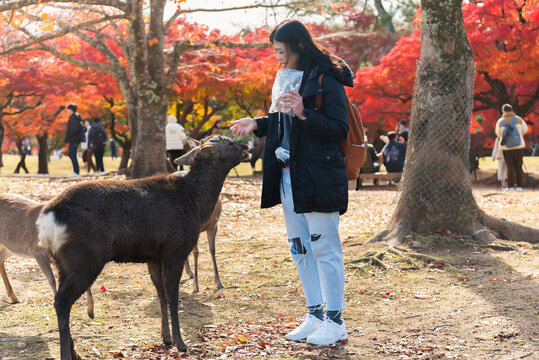 A young woman enjoys a memorable autumn day feeding the friendly sika deer in Nara Park, Japan, surrounded by the vibrant red hues of maple leaves.