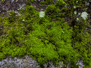 Bright green moss covering damp rough surface in dense natural formation