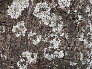 Tree bark with patchy white lichen growth forming natural textured surface outdoors