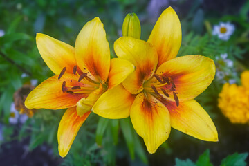 Yellow lily flowers in nature. Charming blooming tender lily flower - summer background for advertising and isolating.