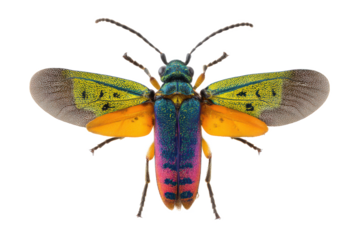 Vibrant Jewel Beetle Close-up Photography of a Colorful Insect with Spread Wings