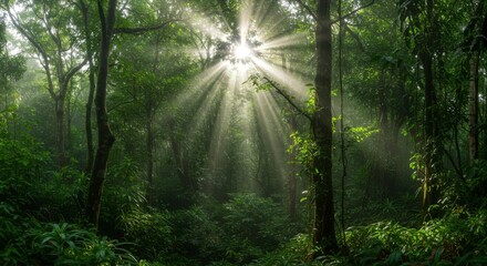 Obraz premium Sunlight streams through a lush forest canopy, illuminating the dense foliage. The light creates a dramatic effect