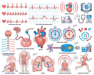 Heart rate variability collection shows heart, ECG waves, and autonomic nervous system in a clear outline style for health monitoring. Outline style collection