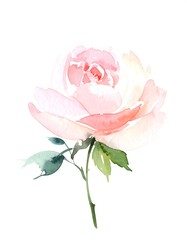 Delicate Watercolor Rose Painting.artistic, artwork, colourful, delicate, gentle, greenery, painting, romantic, rose, soft, vibrant, botanical, bouquet, illustration, floral, flower, 