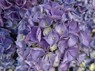 macro of vivid purple hydrangea petals in bloom