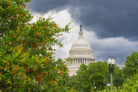Fototapeta The U.S. Capitol dome appears behind flowering trees and a darkening sky, Washington D.C.