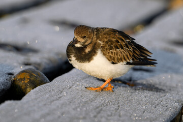 Turnstone, Ruddy Turnstone, Arenaria interpres, adult winter plumage bird on a frosty boat ramp