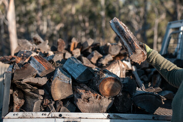 Collecting kindling and fire wood in the forest. Picking up sticks and branches for a fire on a ute...