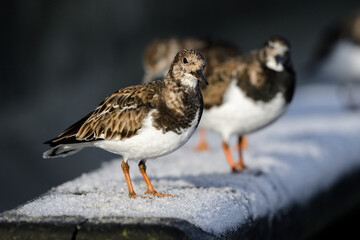 Turnstone, Ruddy Turnstone, Arenaria interpres, adult winter plumage birds on a frosty boat ramp