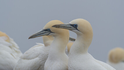 Gannets