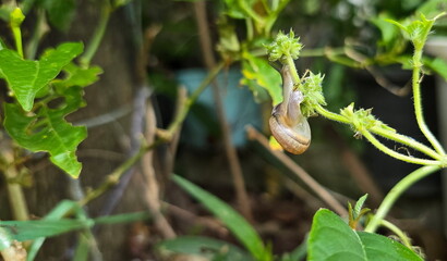 Hemiplecta Distincta feeds on the young branches of vegetable plants. Garden Snails have brown, round shells and two antennae. They move by secreting mucus and contracting muscles. Ecological decompos