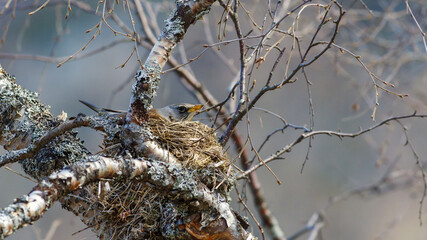 Fieldfare Bird
