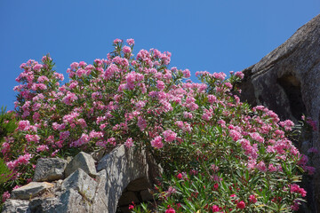 oleander pink flower scient. class. Nerium oleander