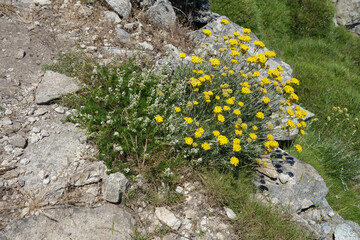 yellow yarrow flowers