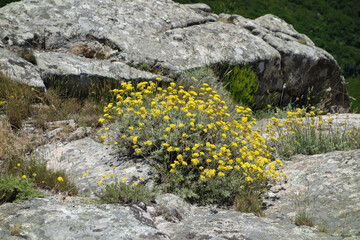 yellow yarrow flowers
