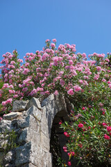 oleander pink flower scient. class. Nerium oleander