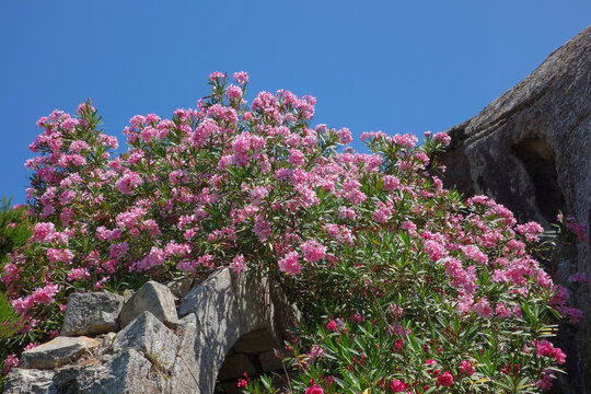 oleander pink flower scient. class. Nerium oleander