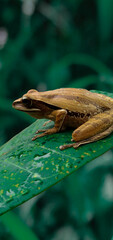 frog on leaves