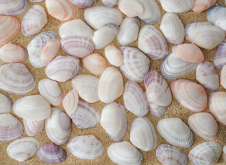 Seashells on beach, background texture. Sea Shells Seashells scallop and assorted shells. Vibrant Color Picture of Set of Sea Shells Isolated on sand Background.