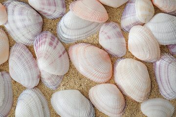 Seashells on beach, background texture. Sea Shells Seashells scallop and assorted shells. Vibrant Color Picture of Set of Sea Shells Isolated on sand Background.