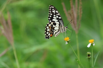 Close-up of a beautiful red admiral butterfly with colorful wings on a vibrant summer flower in the garden