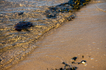 Algae and Seaweeds by the Coastline