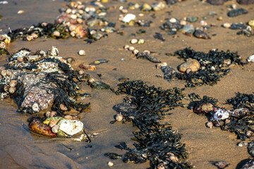 Obraz premium Algae and Seaweeds by the Coastline