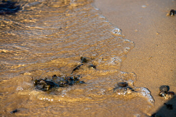 Algae and Seaweeds by the Coastline