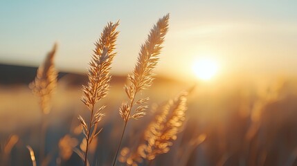 Golden hour whispers through tall grass painting serene countryside dreams at sunrise captured with a shallow depth of