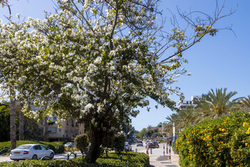 Haifa, Israel, 20 April 2025, White Bauhinia tree in full bloom on a city street in Israel.