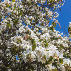 White Bauhinia flowers and green leaves against a clear blue sky.