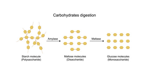 Carbohydrates digestion. Amylase and maltase Enzymes catalyze polysaccharide starch molecule to disaccharides and monosaccharides, glucose sugar formation. Scientific diagram. Vector illustration.