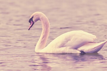 Solitary swan glides on tranquil water