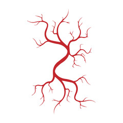 human veins and arteries icon