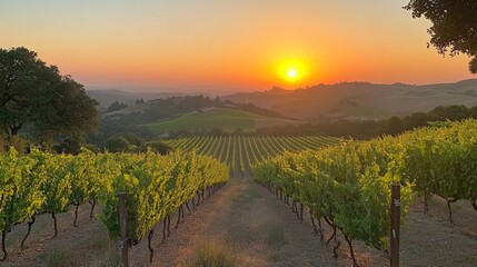 Naklejka premium Capturing the golden hour over sun kissed vineyard rows a promise of rich harvests and tranquil evenings under the warm