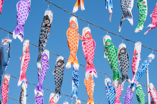 Colorful koinobori carp flags during kodomo no hi (Children's Day) national holiday in Japan