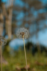 dandelion seeds in the wind