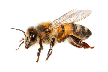 Honeybee Close-Up Detailed Photography of a Western Honey Bee