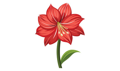 Red amaryllis flower isolated on white background