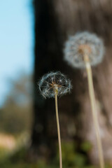Fototapeta premium dandelion on a black background