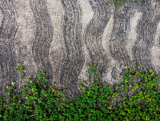 weeds creeping on the concrete with a vertical curved pattern