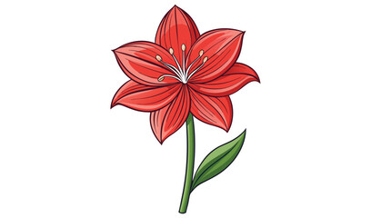 Red amaryllis flower isolated on white background, botanical illustration