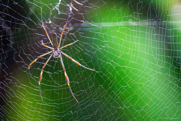 Aranha-de-teia-amarela (Trichonephila clavipes)