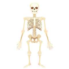Detailed Anatomical Illustration of a Human Skeleton on White Background Depicting Bones and Skeletal Structure