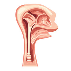 Detailed Anatomical Illustration of Human Nasal Cavity and Throat Structures for Medical Visualization and Health Education
