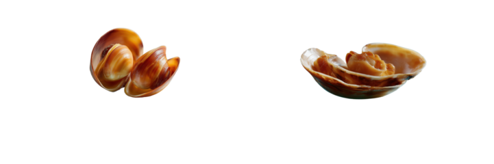 Exploring unique seashells coastal nature photography in bright light on transparent background