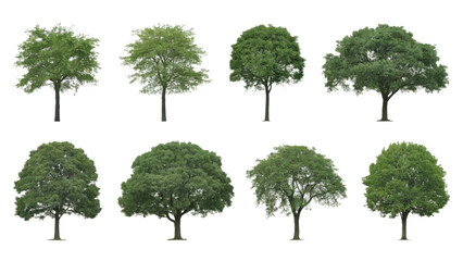 set of vector green trees isolated white background.